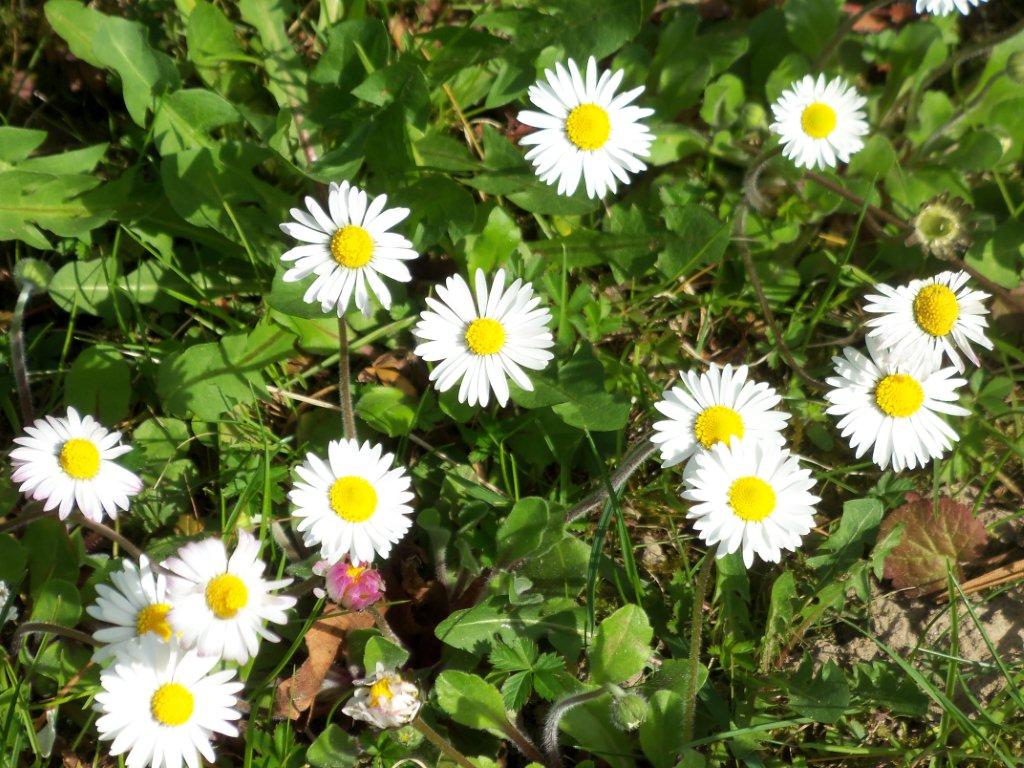 fioriture...di primavera